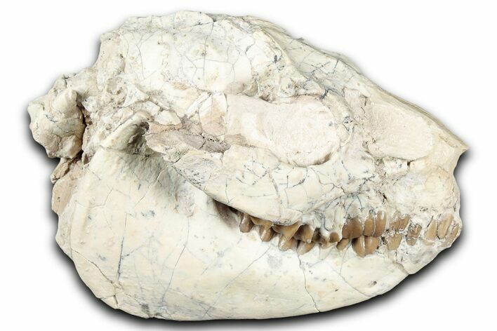 Fossil Oreodont (Leptauchenia) Skull - South Dakota #355488